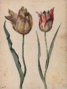 Georg Flegel Two Tulips oil